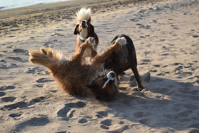 Saint Bernese dog Paws For Reaction Cottage life