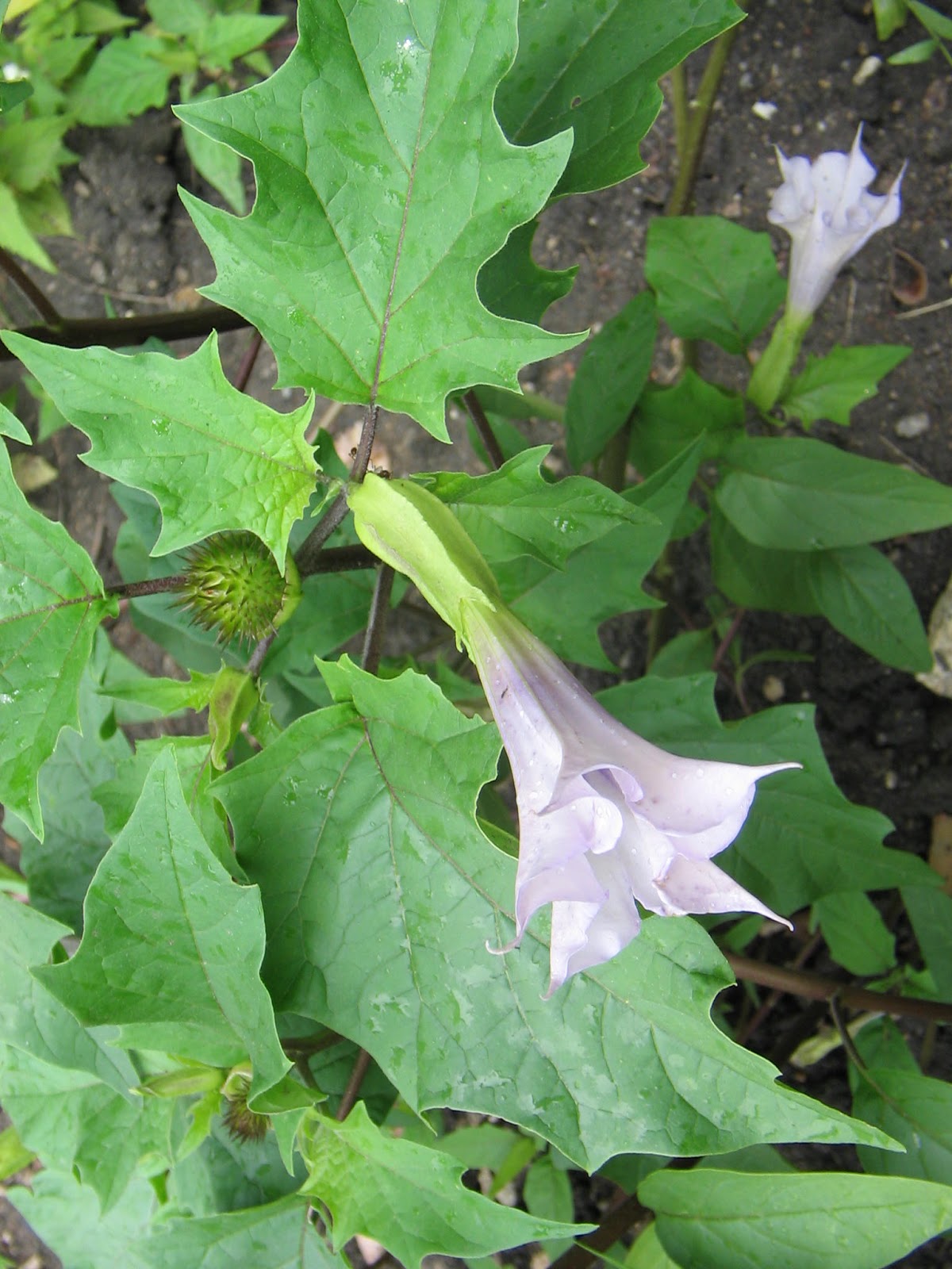 Gypsum weed