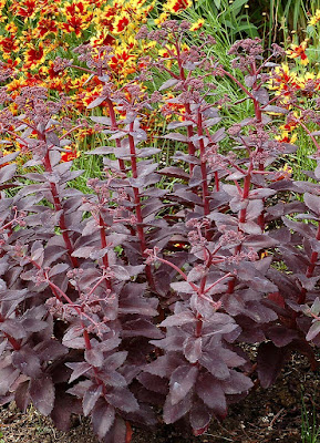 Sedum Cherry Truffle - Cherry Truffle Sedum care