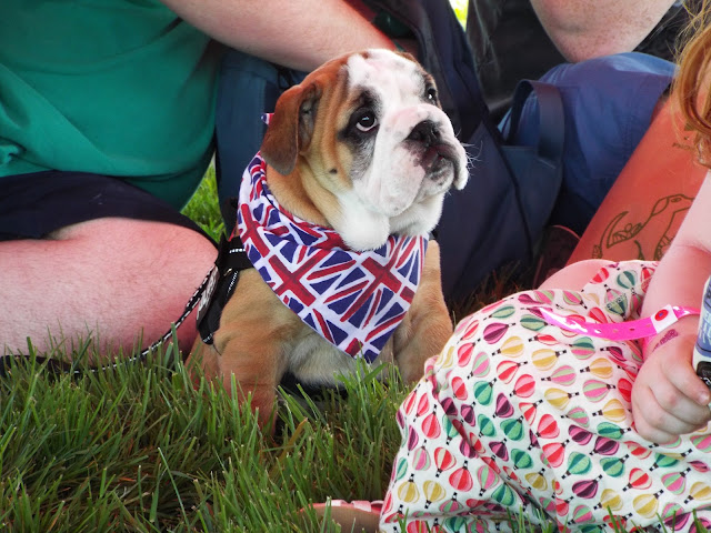 bulldog puppy