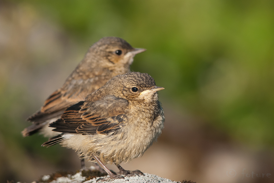 Kivitäks, Oenanthe oenanthe, Northern Wheatear, täks