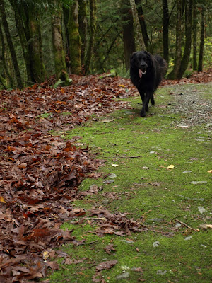 Squires Lake Loop, November '10