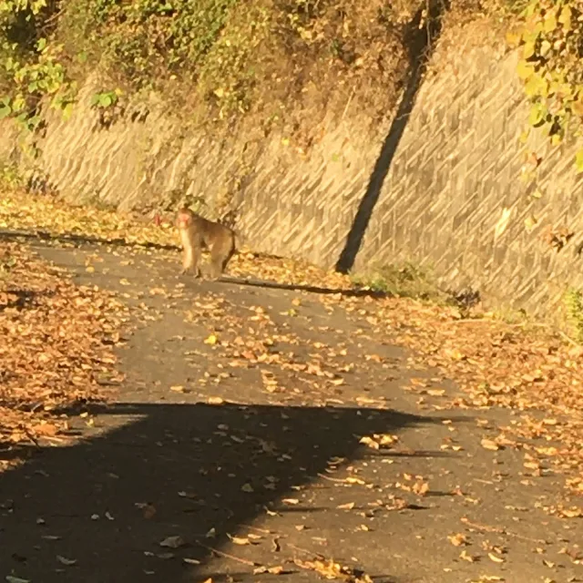 猿の映像　日本関東地方のサルの映像