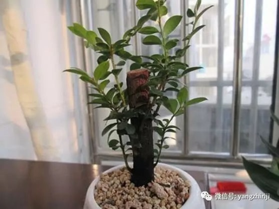 clip_image002