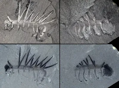 Various holotype of Hallucigenia sparsa fossils from the Burgess Shale