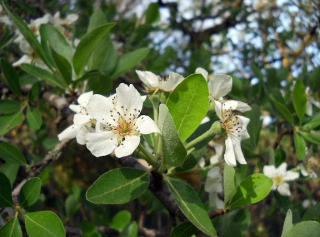 Груша сиканская (Pyrus sicanorum)