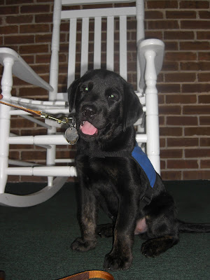 Picture of Rudy wearing his coat in a sit-stay in front of a white rocking chair