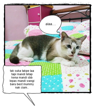 Ubat Cacing Untuk Anak Kucing - Contoh Cit