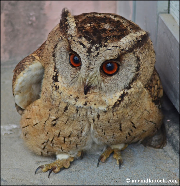 Indian Scops Owl