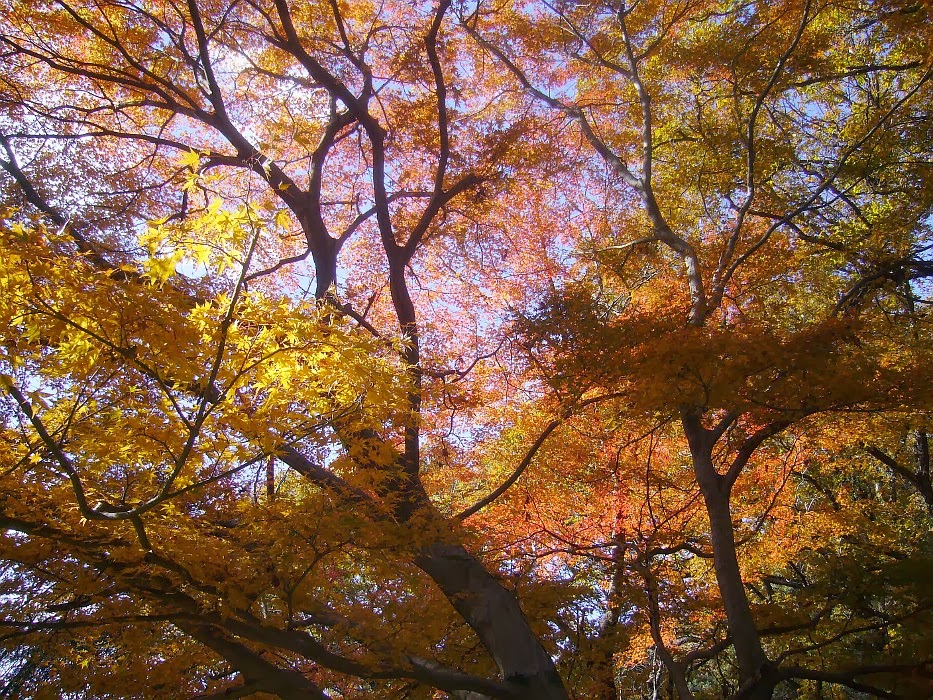 大阪府民の森 緑の文化園 むろいけ園地 紅葉ハイキング 関西のウォーキングスポット ブログ
