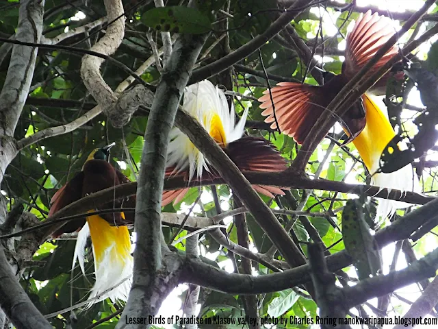 Lesser Birds of Paradise (Paradisaea minor) in rainforest