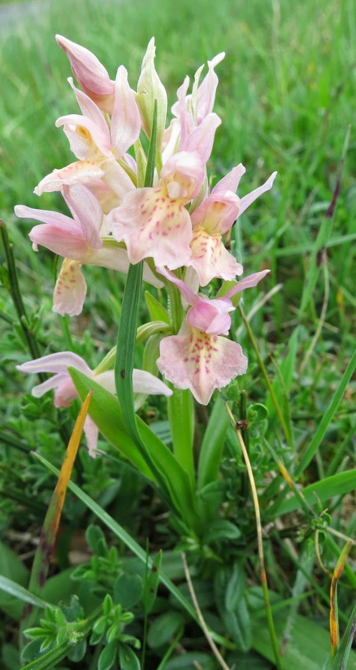  orchis sureau rose