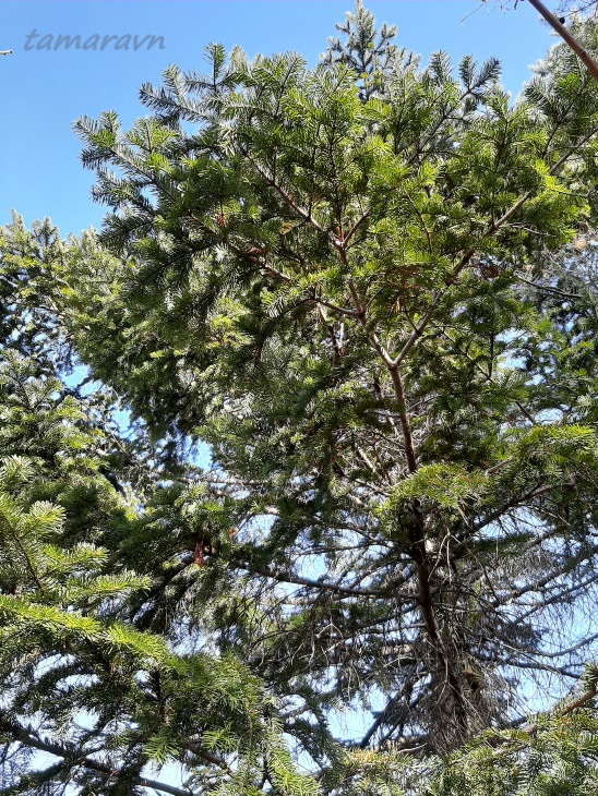 Пихта белокорая / Пихта почкочешуйная (Abies nephrolepis)