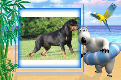 Rottweiler Dog 