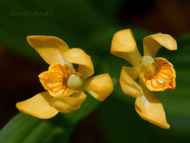 Cephalanthera falcata