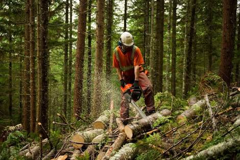 Entrepreneurship opportunities in forestry