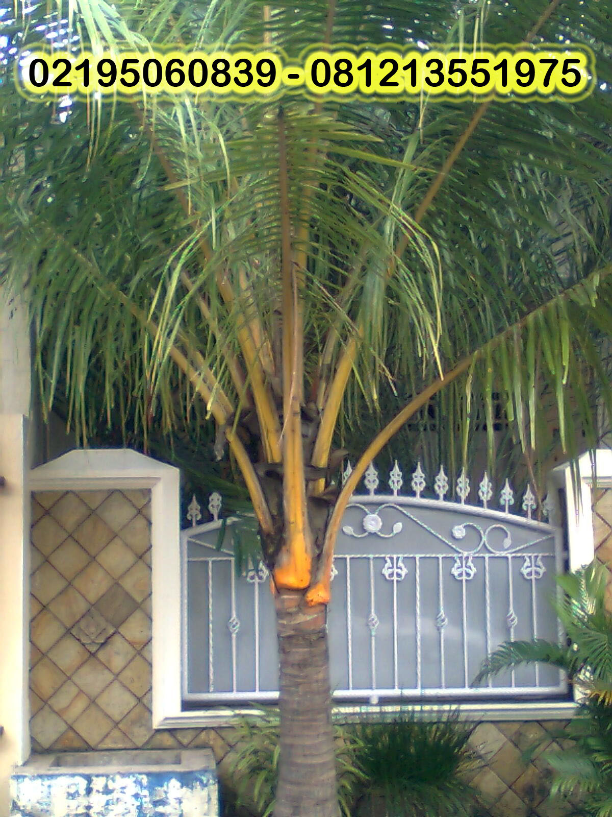 tukang taman  pohon kelapa kuning dll LOVE GREEN