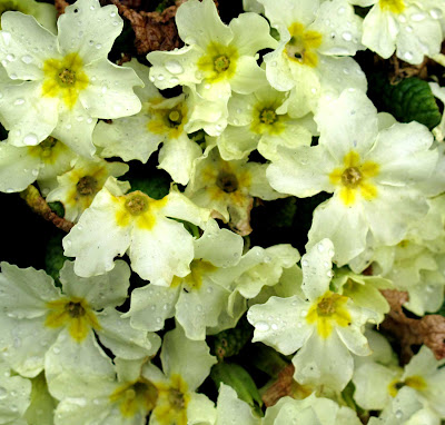 Primrose