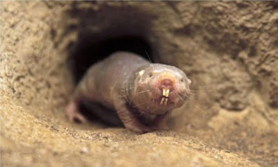 World’s Ugliest Animal - The Naked Mole Rat Seen On www.coolpicturegallery.us