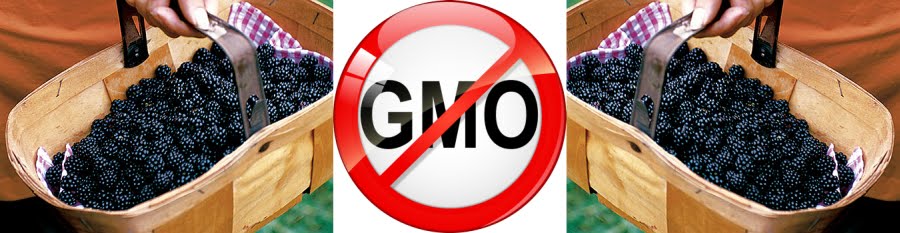 NO GMO