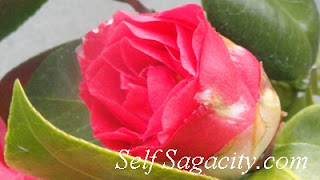 Pink Japanses Camellia flowering budd