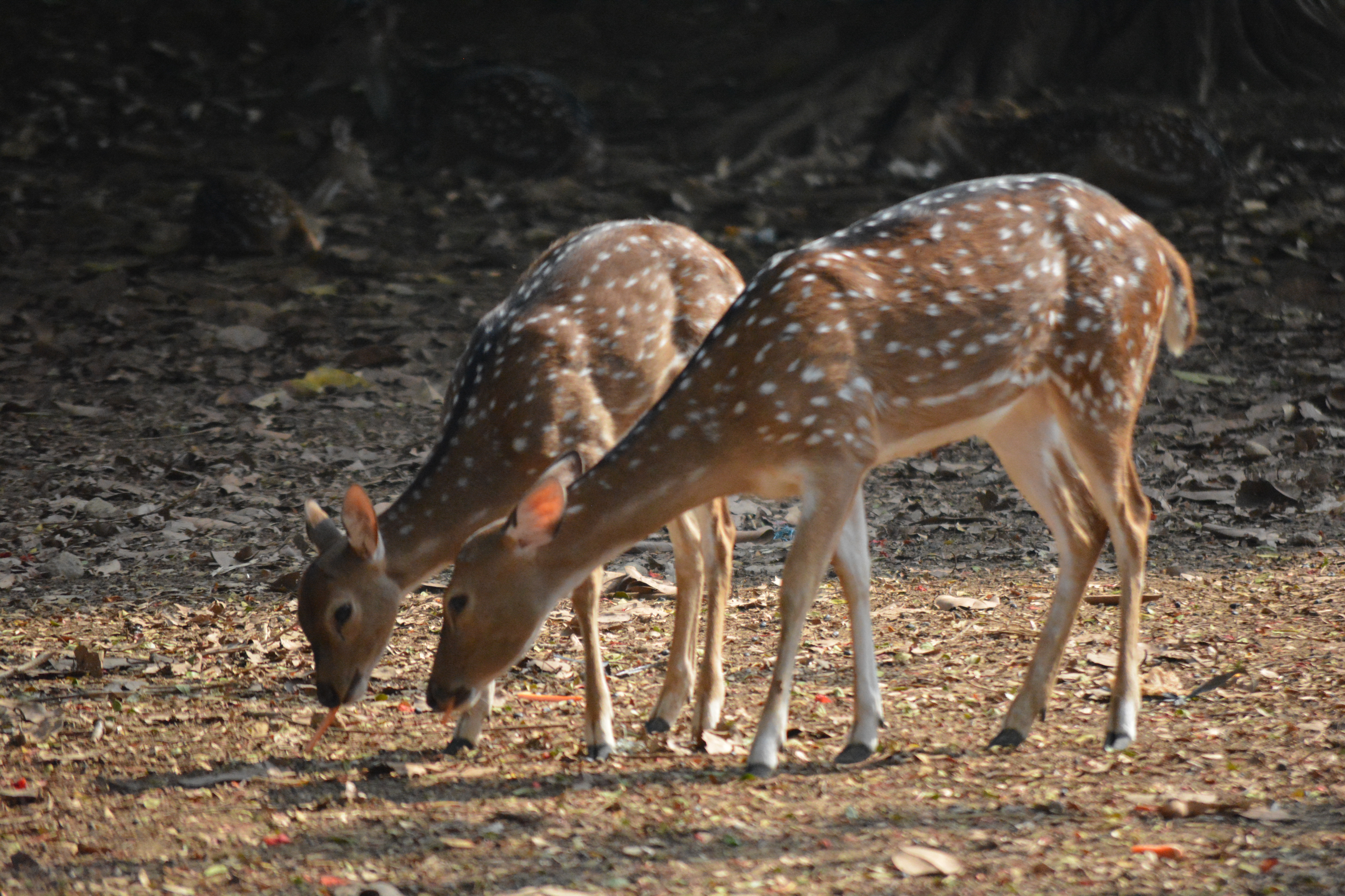 Taman Rusa Cervus Timorensis Kemang Pratama Tempat Wisata Warga Di Bekasi On My Way