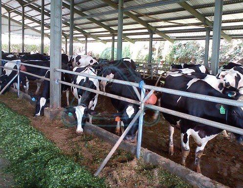 Cara Menciptakan Dan Menentukan Materi Atap Untuk Sangkar Sapi