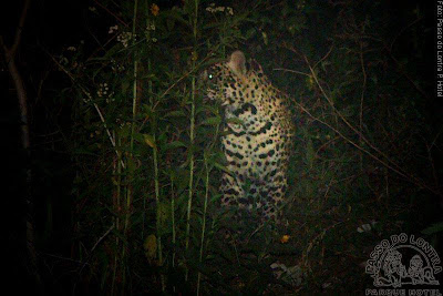 Focagem Noturna na fazenda Passo do Lontra