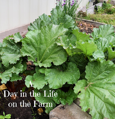 rhubarb in garden