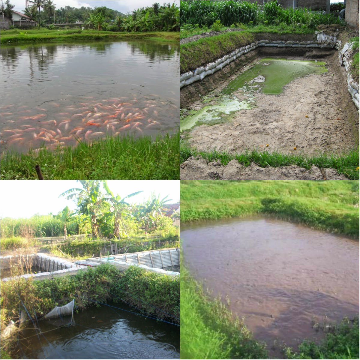 Cara Budidaya Ikan Air Tawar pada Kolam Tanah Mina Kalibayem
