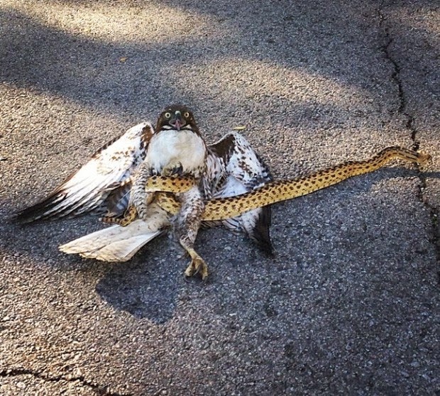 Gavião se dá mal em briga com cobra e é derrubado durante o voo