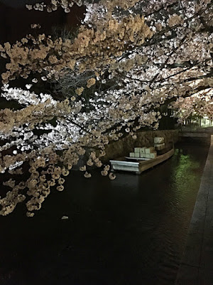 高瀬川の夜桜