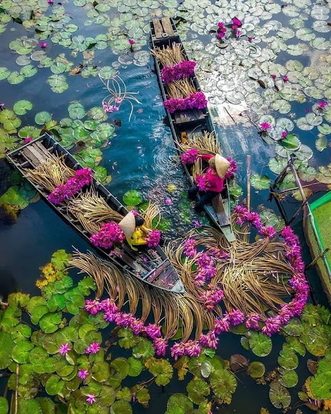 Amazing Flower and Boat