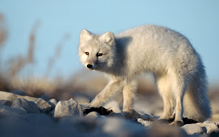 Artic Fox Stock Photos