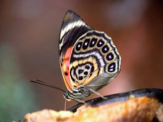 https://netnature.wordpress.com/2013/08/13/guia-de-identificacao-de-campo-para-lepidopteros-de-sao-paulo/