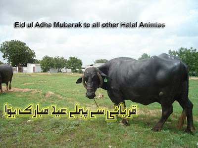 Eid ul Adha buffalo picture