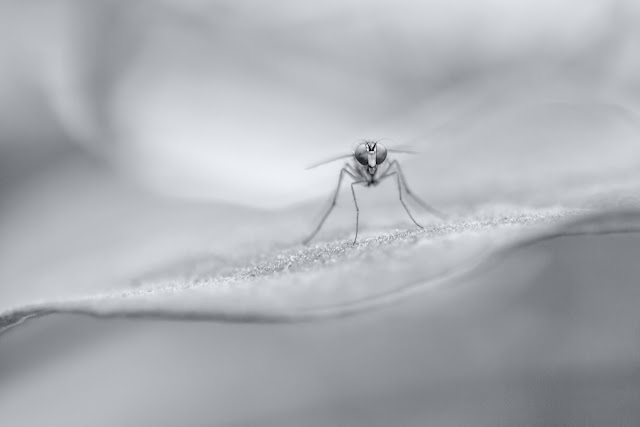 Mosquito