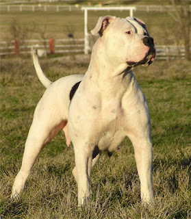 American Bulldog Puppies