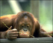 orangutan bornean picture