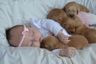 Golden Retriever Puppies Sleeping