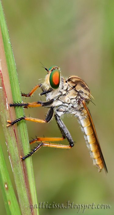 Robber fly