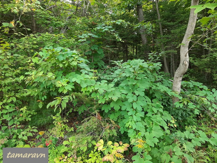 Виноград амурский (Vitis amurensis)