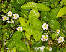 Wild Strawberry, Fragaria vesca.  Hutchinson's Bank, 24 May 2016.