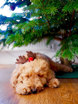 A fluffy brown dog wearing reindeer ears sleeps under a Christmas tree