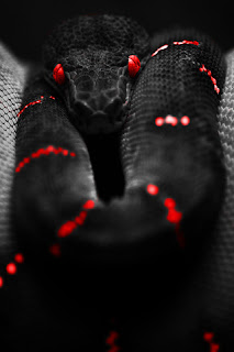 Deadly Snake iPhone Wallpaper