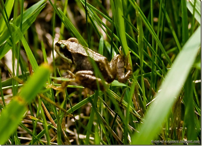 Frog at Watten windmill -1