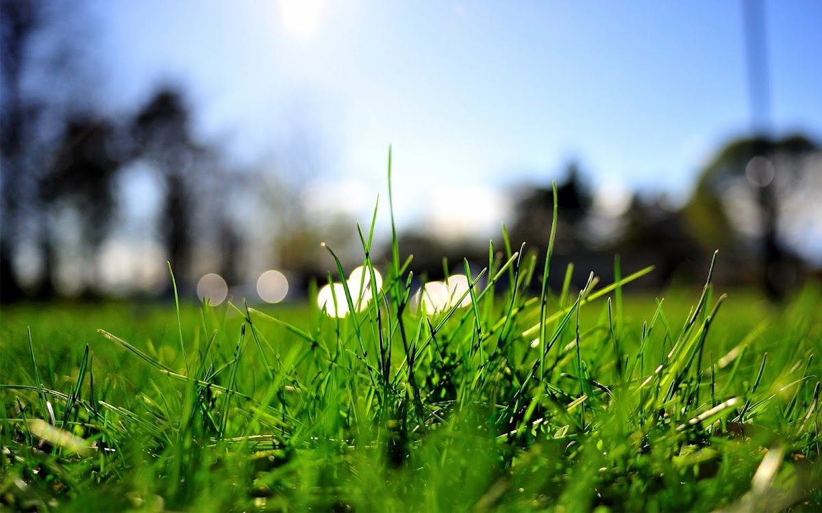 Grass Macro Shot Widescreen Wallpaper