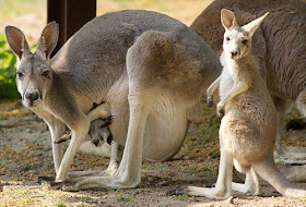 Kangaroos have two wombs