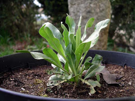 woad plants March 2009