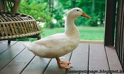 Home Pet - General characteristics for Ducks